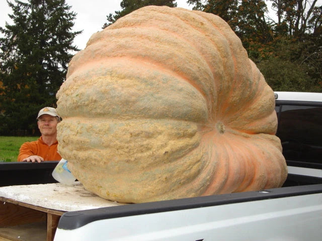 Atlantic Giant Pumpkin Seeds