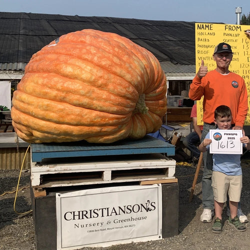 Atlantic Giant Pumpkin Seeds